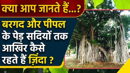 Biological Science Research में खुलासा, Banyan और Peepal सदियों जिंदा कैसे रहते हैं | वनइंडिया हिंदी
