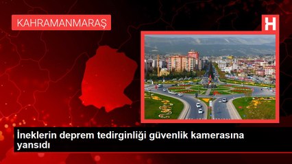 İneklerin deprem tedirginliği güvenlik kamerasına yansıdı