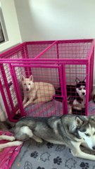 Call Of The Huskies