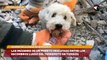 Las imágenes de un perrito rescatado entre los escombros luego del terremoto en Turquía