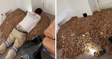 États-Unis : un homme découvre des milliers de glands stockés par un oiseau dans le mur d'une maison