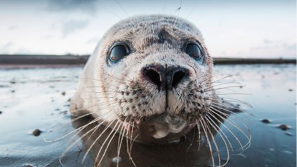 Quelle est la différence entre un phoque gris et un veau marin ?