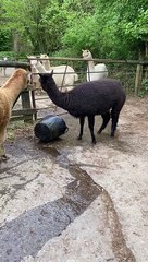 Silly Alpaca Tries to Sit in Small Water Bucket