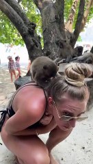 Monkey Jumps on Woman's Back at Monkey Beach