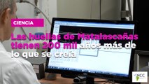 Las huellas de Matalascañas tienen 200 mil años más de lo que se creía