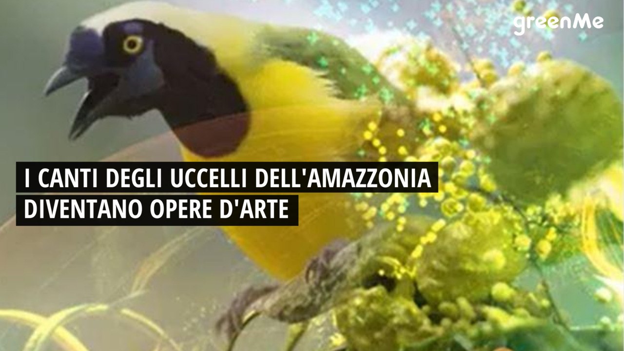 I canti degli uccelli dell'Amazzonia diventano opere d'arte