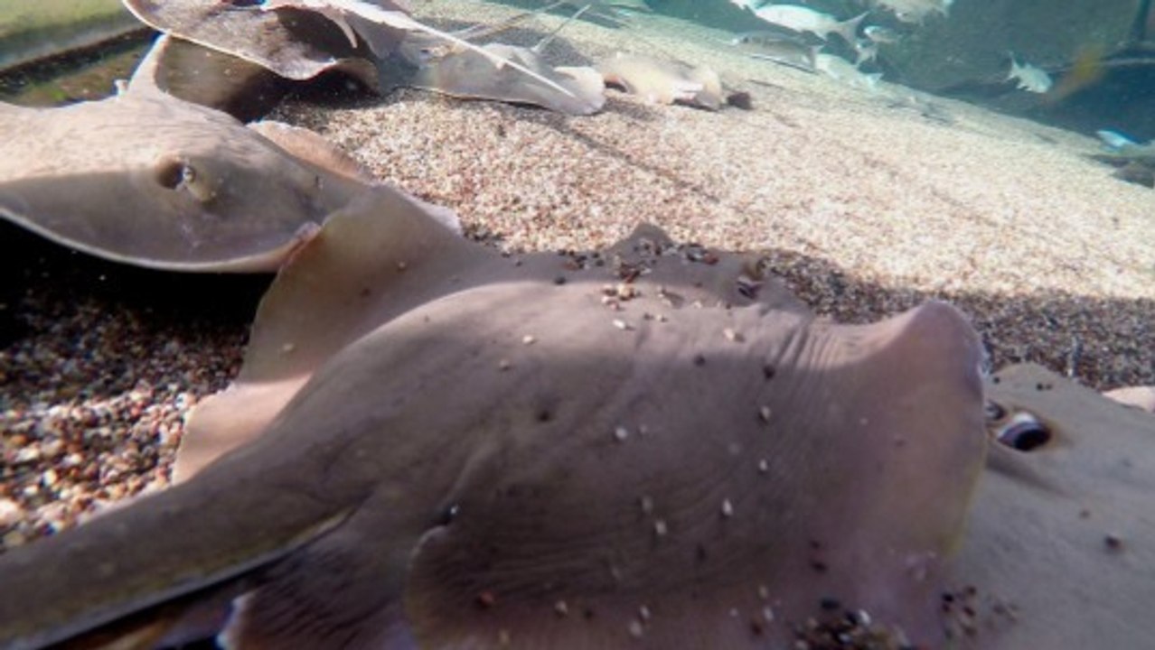 Stingrays Eating: Amazing Close-Up at Feeding Time
