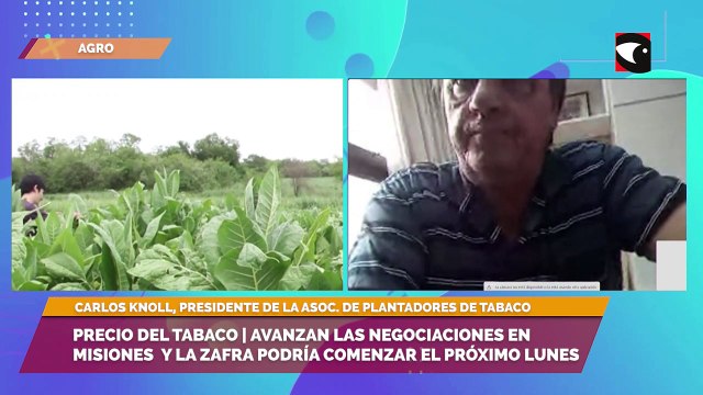 Precio del tabaco | Avanzan las negociaciones en Misiones y la zafra podría comenzar el próximo lunes