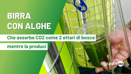 Birra dalle alghe che assorbe CO2 come 2 ettari di bosco mentre la produci