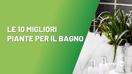 Le 10 migliori piante per il bagno