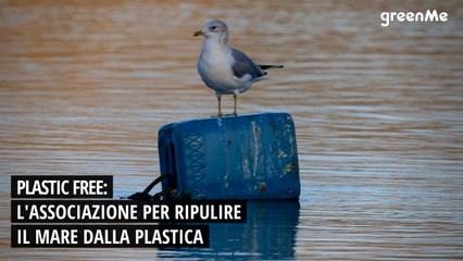 Plastic free: l'associazione per pulire il mare dalla plastica