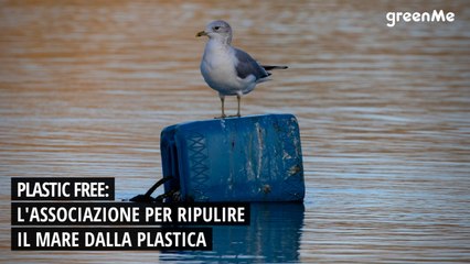 Plastic free: l'associazione per pulire il mare dalla plastica