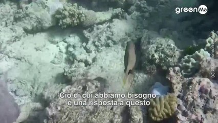 Lo stato della barriera corallina australiana