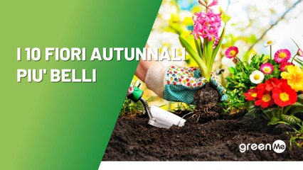 I 10 fiori autunnali più belli