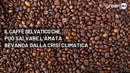 Il caffè selvatico che può salvare l'amata bevanda dalla crisi climatica