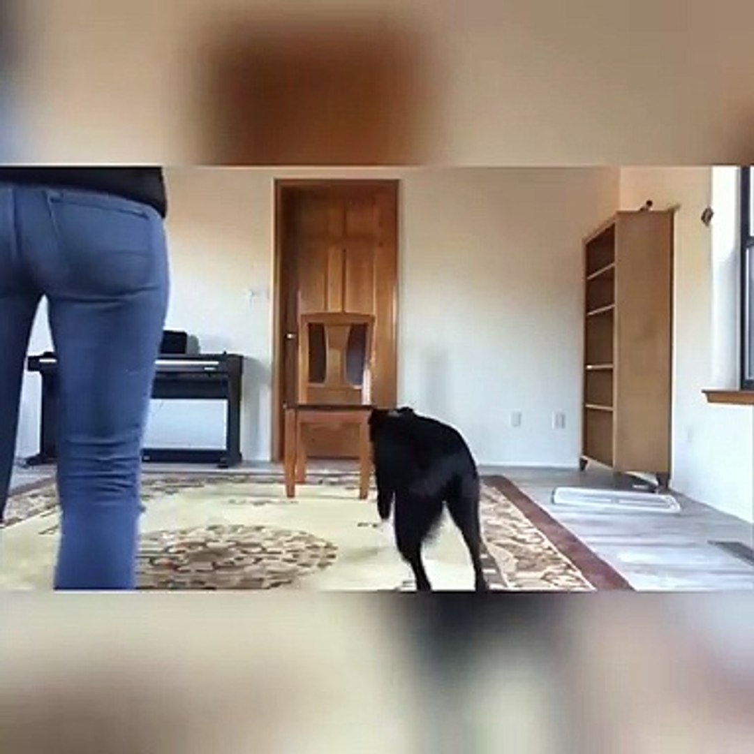 ⁣Master Dog Training