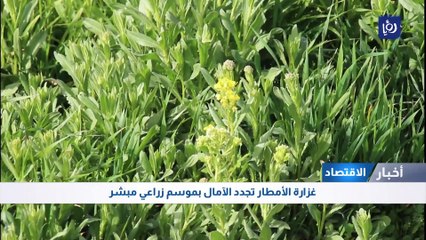 غزارة الأمطار تجدد الآمال بموسم زراعي مبشر