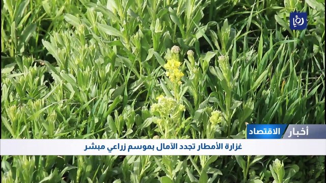 غزارة الأمطار تجدد الآمال بموسم زراعي مبشر