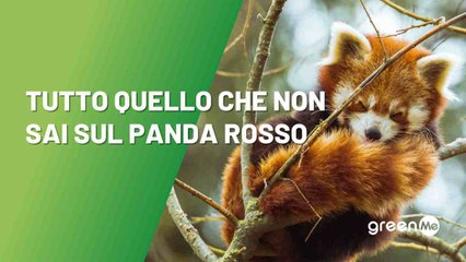 Tutto quello che non sai sul panda rosso