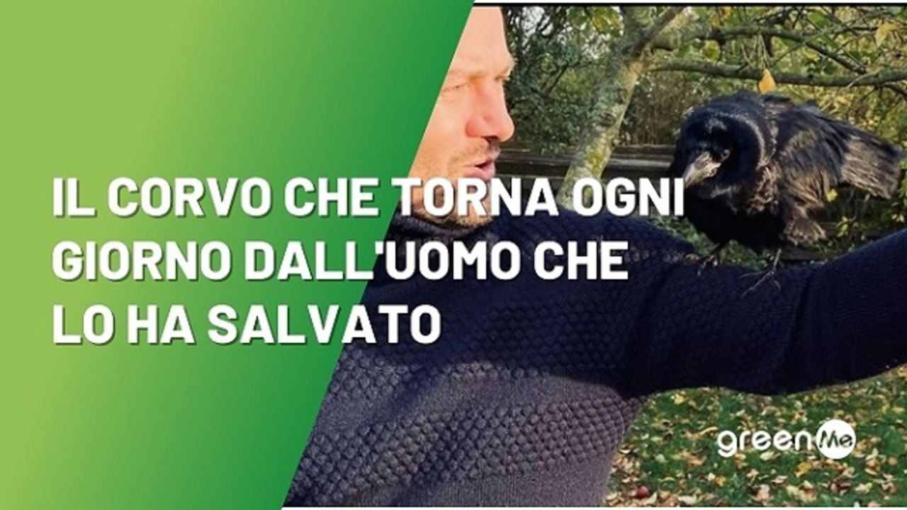 Il corvo che torna ogni giorno dall'uomo che lo ha salvato