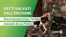 Gatti salvati dall'eruzione. Ora si cercano le loro  famiglie evacuate da Las Palmas.