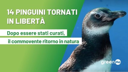 I 14 pinguini tornati in libertà. Dopo essere stati curati, il commovente ritorno in natura