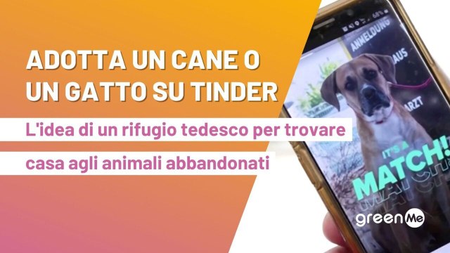 Adotta un cane o un gatto su Tinder L'idea di un rifugio tedesco per trovare casa agli animali abbandonati