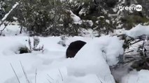 Cosa ci fanno vombati e canguri immersi nella neve in Tasmania?