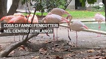 Cosa ci fanno i fenicotteri nel centro di Milano?
