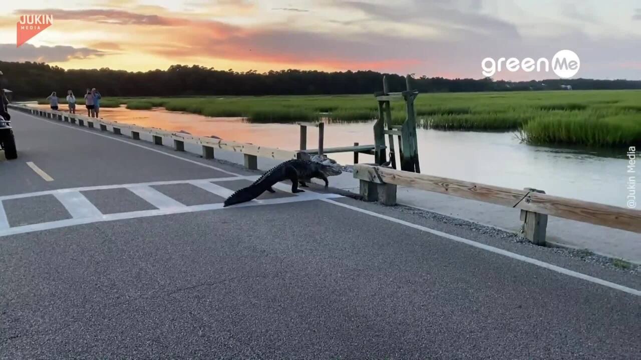 L'insolito attraversamento di un alligatore sulle strisce pedonali