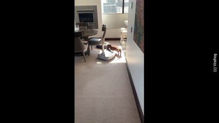 Il Bassotto che Ama il Sole: Una Storia Tenerissima ☀️