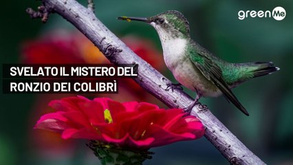 Svelato il mistero del ronzio del colibrì