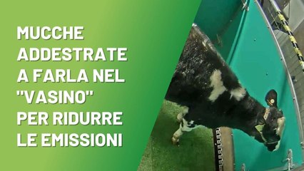 Mucche addestrate a farla “nel vasino” per ridurre le emissioni