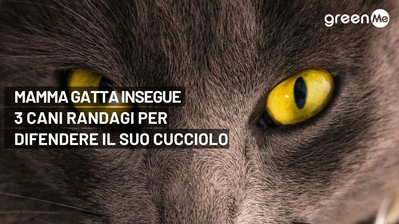 Mamma gatta insegue tre cani randagi per difendere il suo cucciolo