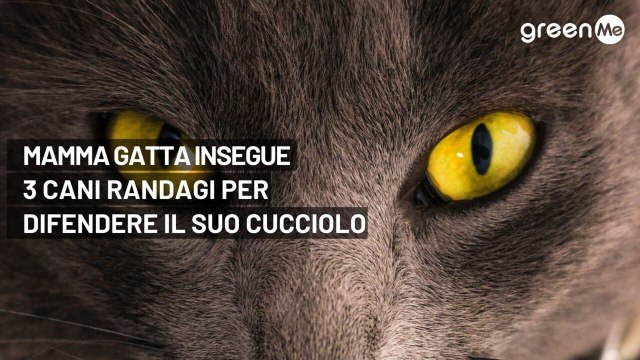 Mamma gatta insegue tre cani randagi per difendere il suo cucciolo
