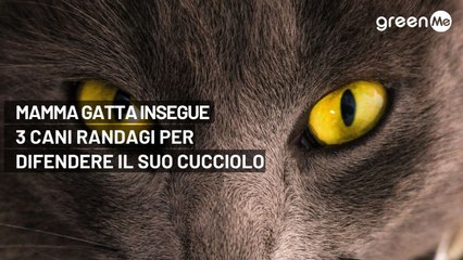 Mamma gatta insegue tre cani randagi per difendere il suo cucciolo