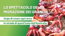 La spettacolare migrazione dei granchi che tinge di rosso ogni anno le strade di quest'isola dell'Australia