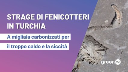 Strage di fenicotteri in Turchia: a migliaia carbonizzati dal troppo caldo e dalla siccità
