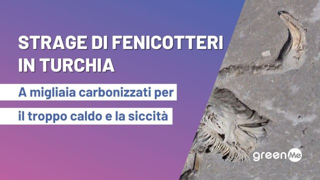 Strage di fenicotteri in Turchia: a migliaia carbonizzati dal troppo caldo e dalla siccità
