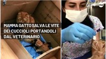 Mamma gatto salva le vite dei suoi cuccioli portandoli dal veterinario