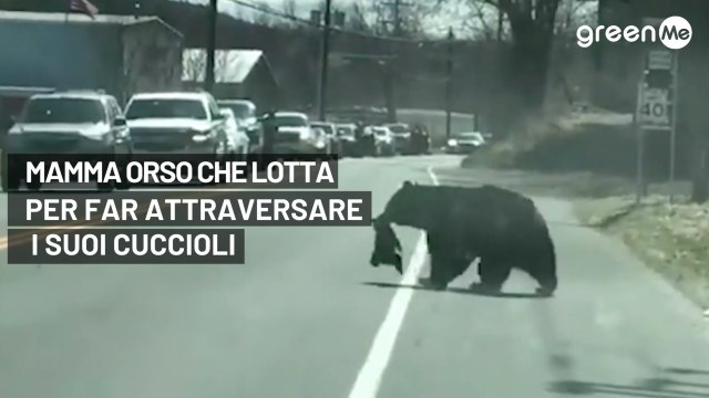 Questa mamma orso che lotta per far attraversare i suoi cuccioli è il simbolo di ogni genitore