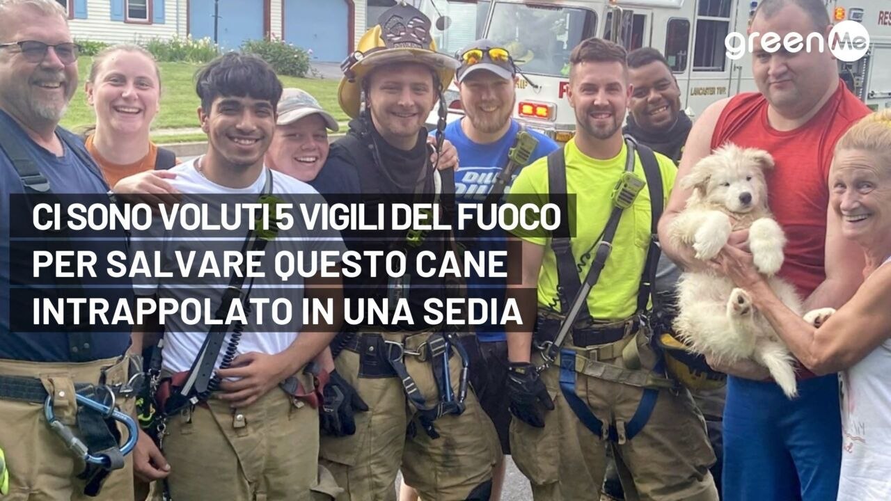 Ci sono voluti 5 vigili del fuoco per salvare questo cane intrappolato in una sedia