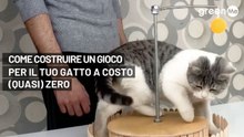 Come costruire un gioco per il tuo gatto a costo (quasi) zero