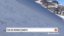 I misteriosi vermi di ghiaccio che stanno invadendo i ghiacciai del Pacifico