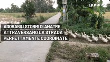 Adorabili stormi di anatre attraversano una strada perfettamente coordinate