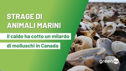 Strage di animali marini, il caldo ha cotto un miliardo di molluschi in Canada