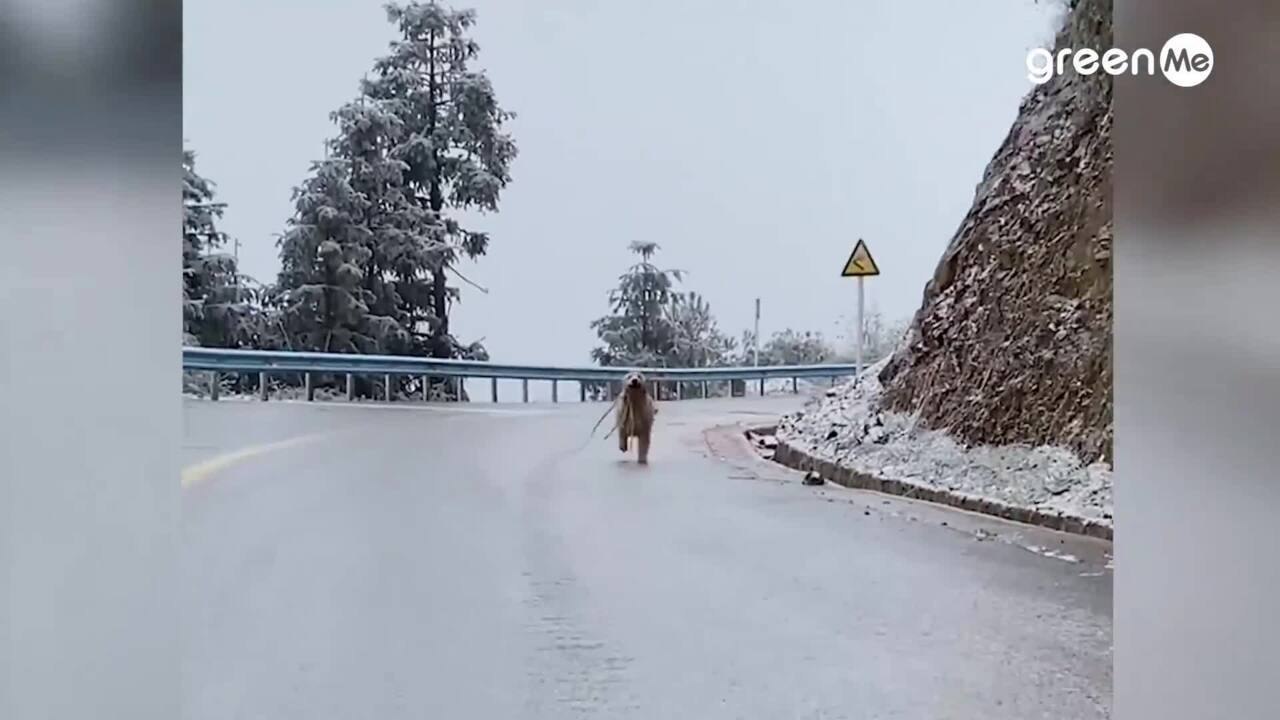 Il golden retriever che scivola sul ghiaccio