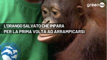 L'orango salvato che impara per la prima volta ad arrampicarsi su un albero