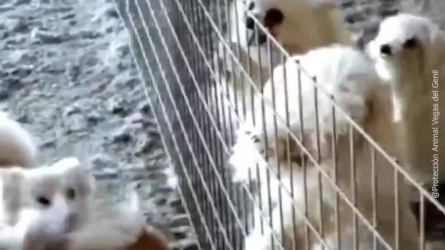 Arrestato il proprietario di un allevamento illegale di cani