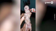 Il cane con un occhio solo nato nelle Filippine
